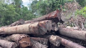 Forestry Confirms Illegal Logging Beyond Expired Concession