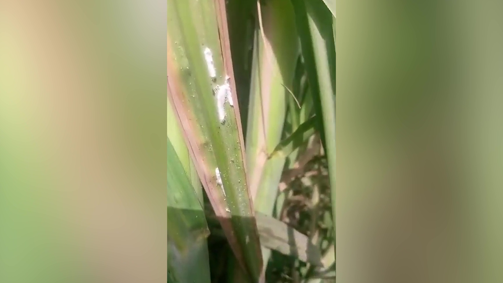 Mealy Bugs