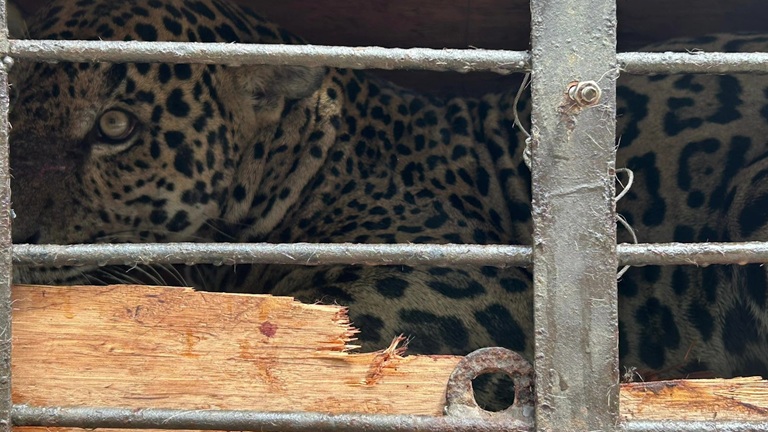 Illegal Jaguar Hunt Exposes Gaps in Belize’s Wildlife Protection