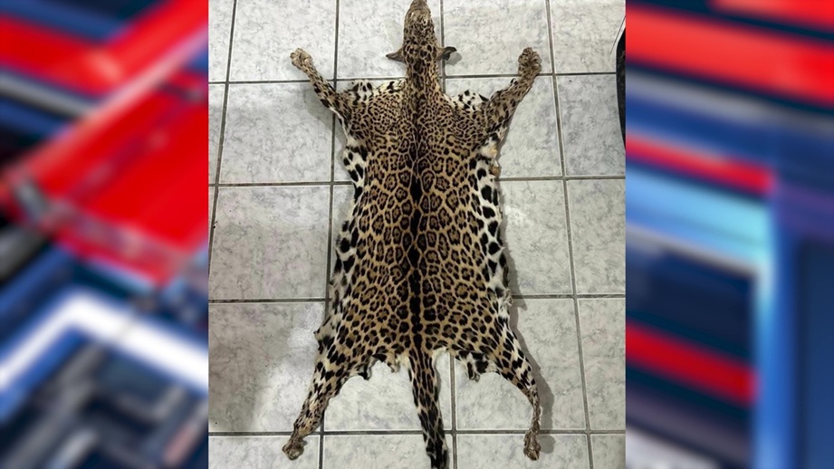 Woman Arrested After Attempting to Sell Jaguar Pelt on Facebook