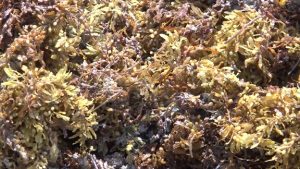 Sargassum Crisis Killing Fish and Livelihoods