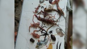 sargassum crisis