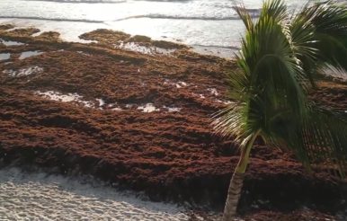 sargassum crisis