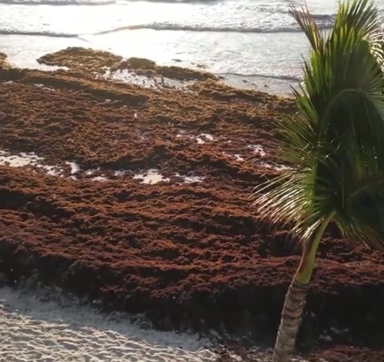 sargassum crisis