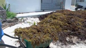 sargassum crisis