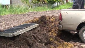 sargassum crisis