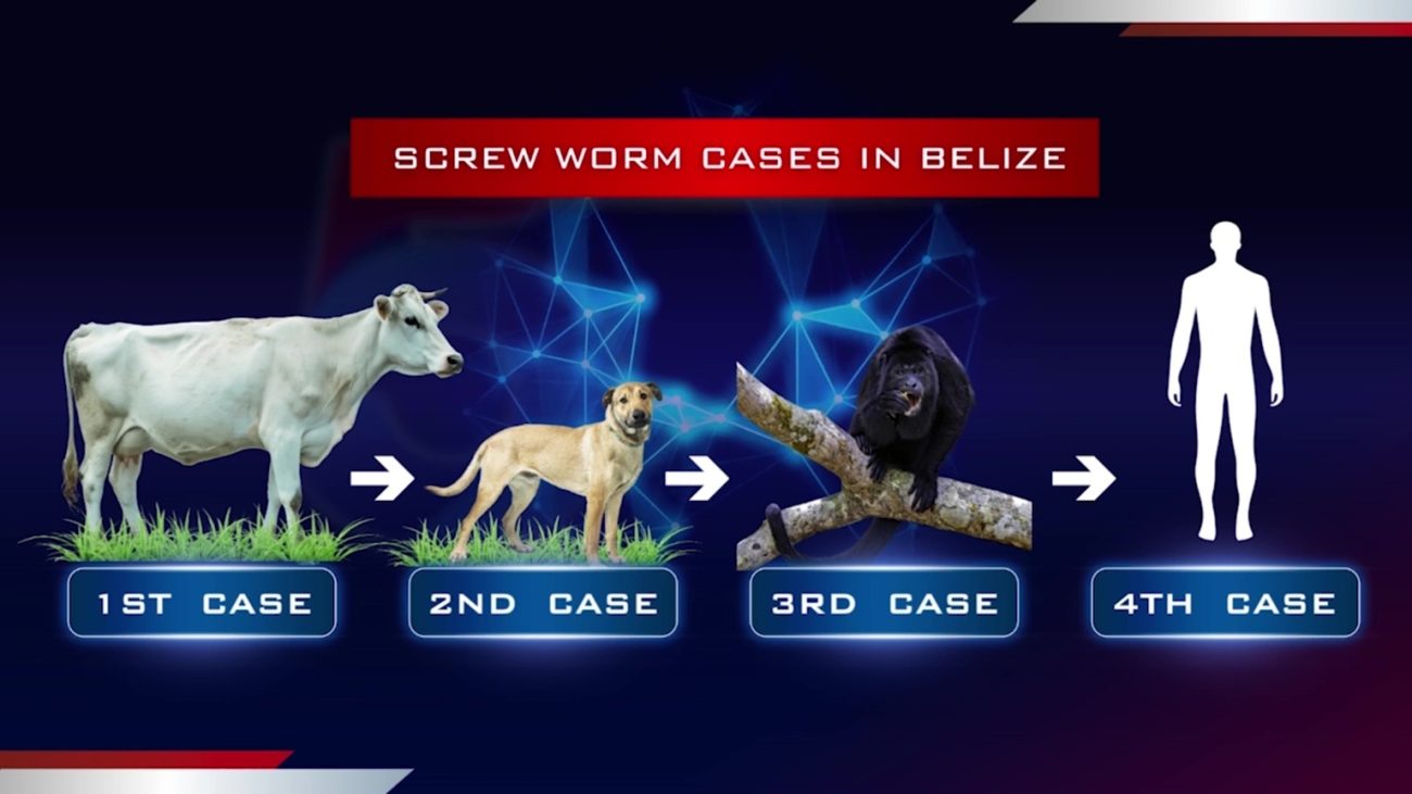 Screwworm Confirmed in U.S., Two Human Cases in Belize