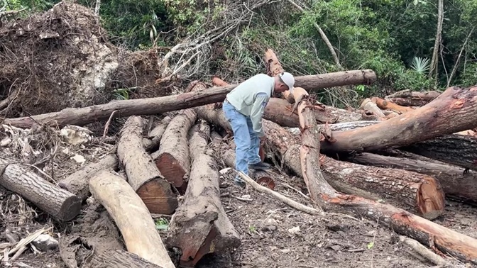 Forest Department Silent on Boston Logging Case