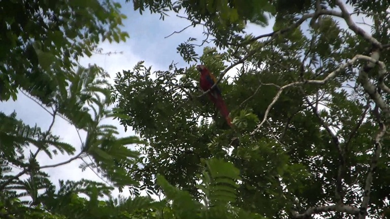 Saving Belize’s Scarlet Macaws: Into the Wild