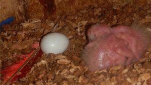 Scarlet Macaws eggs