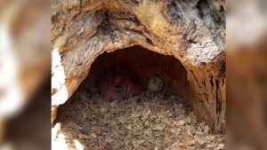 Scarlet Macaw Eggs