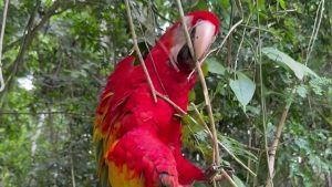 The Scarlet Macaws’ loud calls, brilliant colors