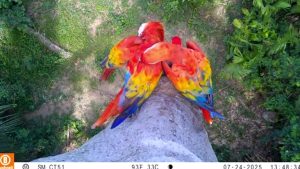 The Scarlet Macaws’ loud calls, brilliant colors