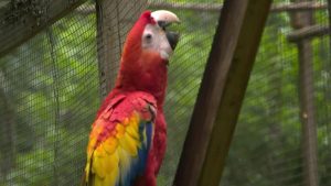 The Scarlet Macaws’ loud calls, brilliant colors