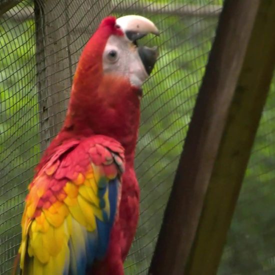 The Scarlet Macaws’ loud calls, brilliant colors
