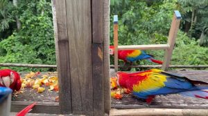  Scarlet Macaws