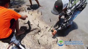 two hundred mangrove seeds