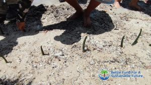 Mangrove Seeds