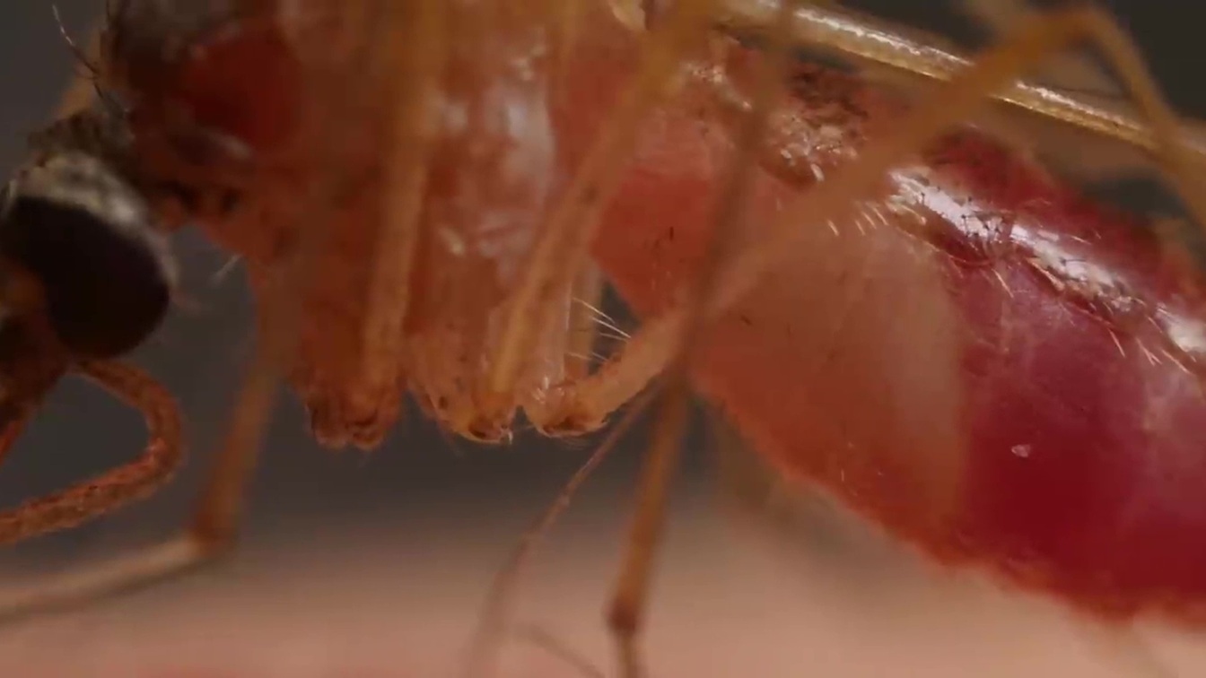Health Ministry Expands Team to Fight Dengue