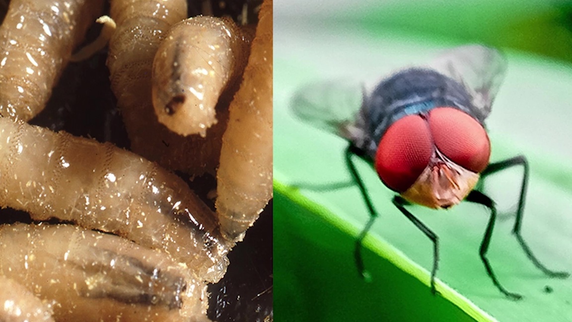 Ministry of Health Prepares for Screwworm Cases