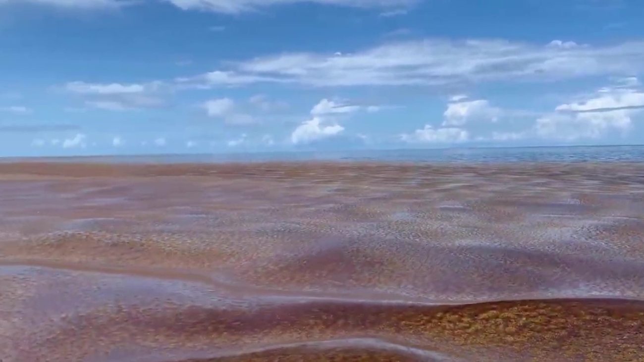 Seaweed Crisis Prompts Emergency Grant for Belize