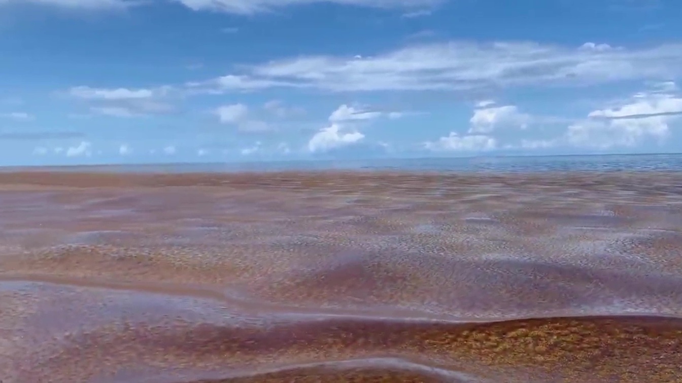 Seaweed Crisis Prompts Emergency Grant for Belize