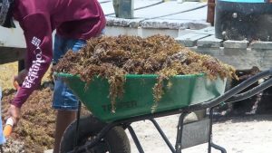 Sargassum