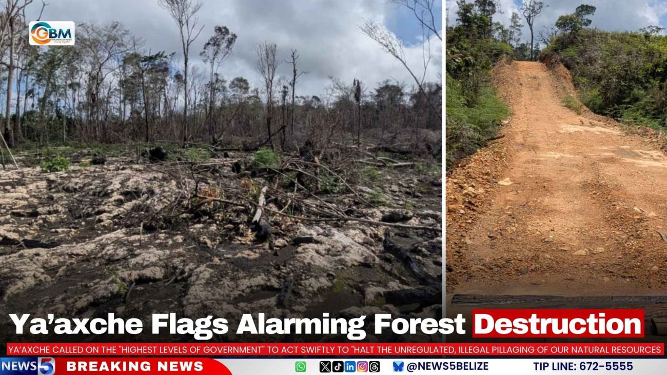 Ya’axche Flags Alarming Forest Destruction