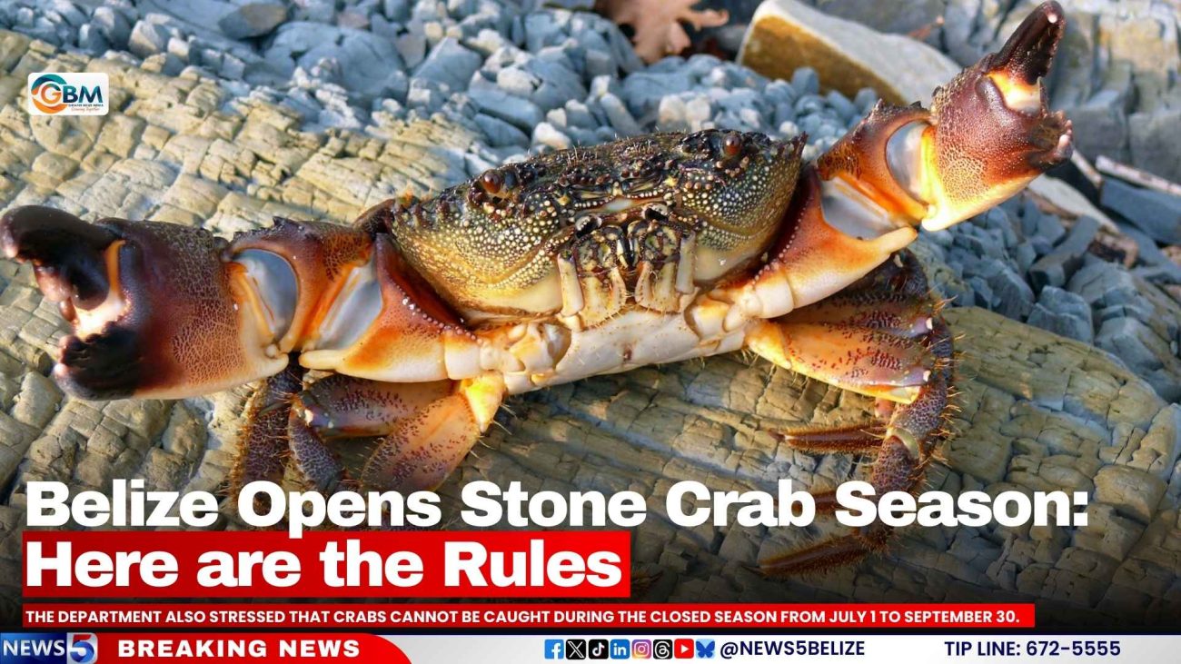 Belize Opens Stone Crab Season: Here are the Rules