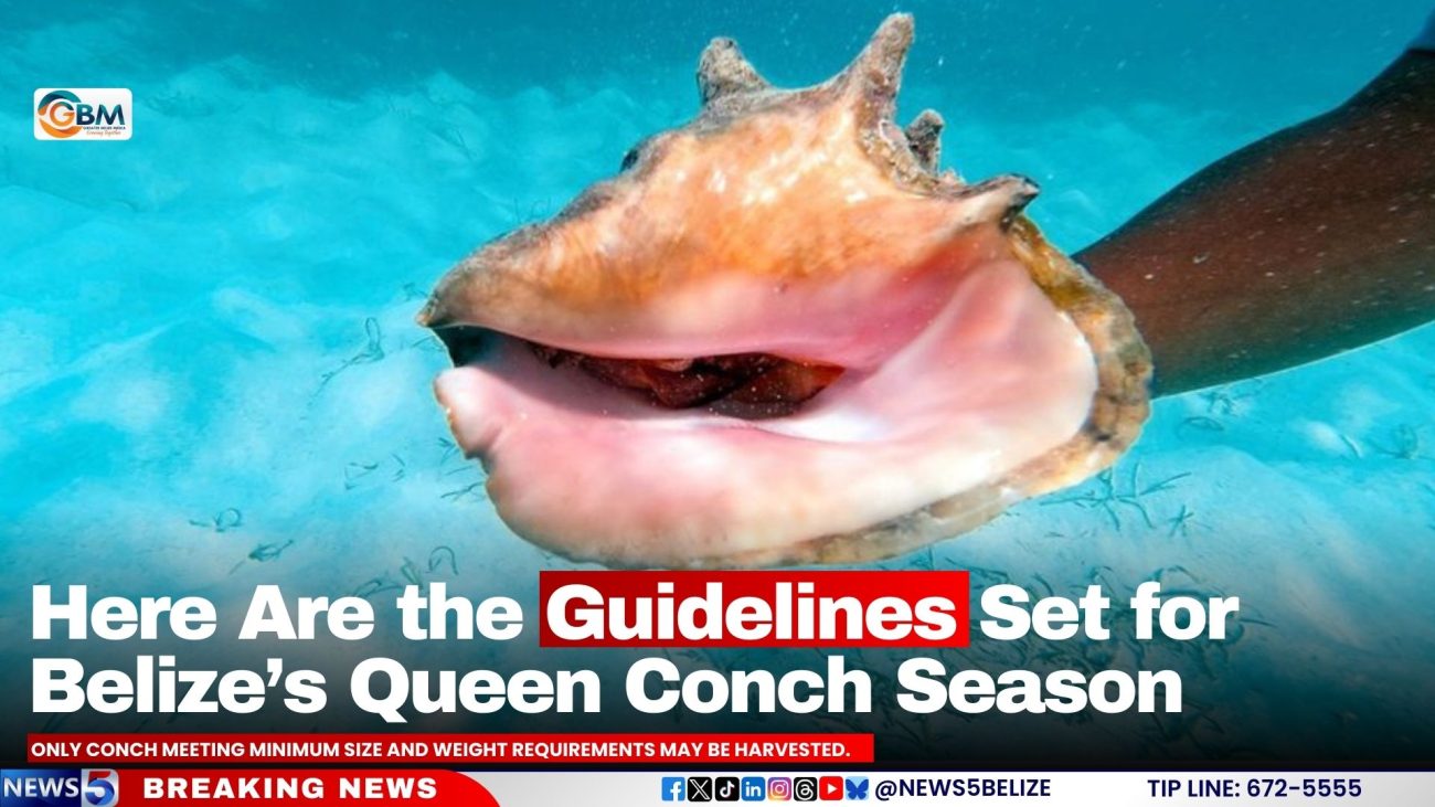 Here Are the Guidelines Set for Belize’s Queen Conch Season