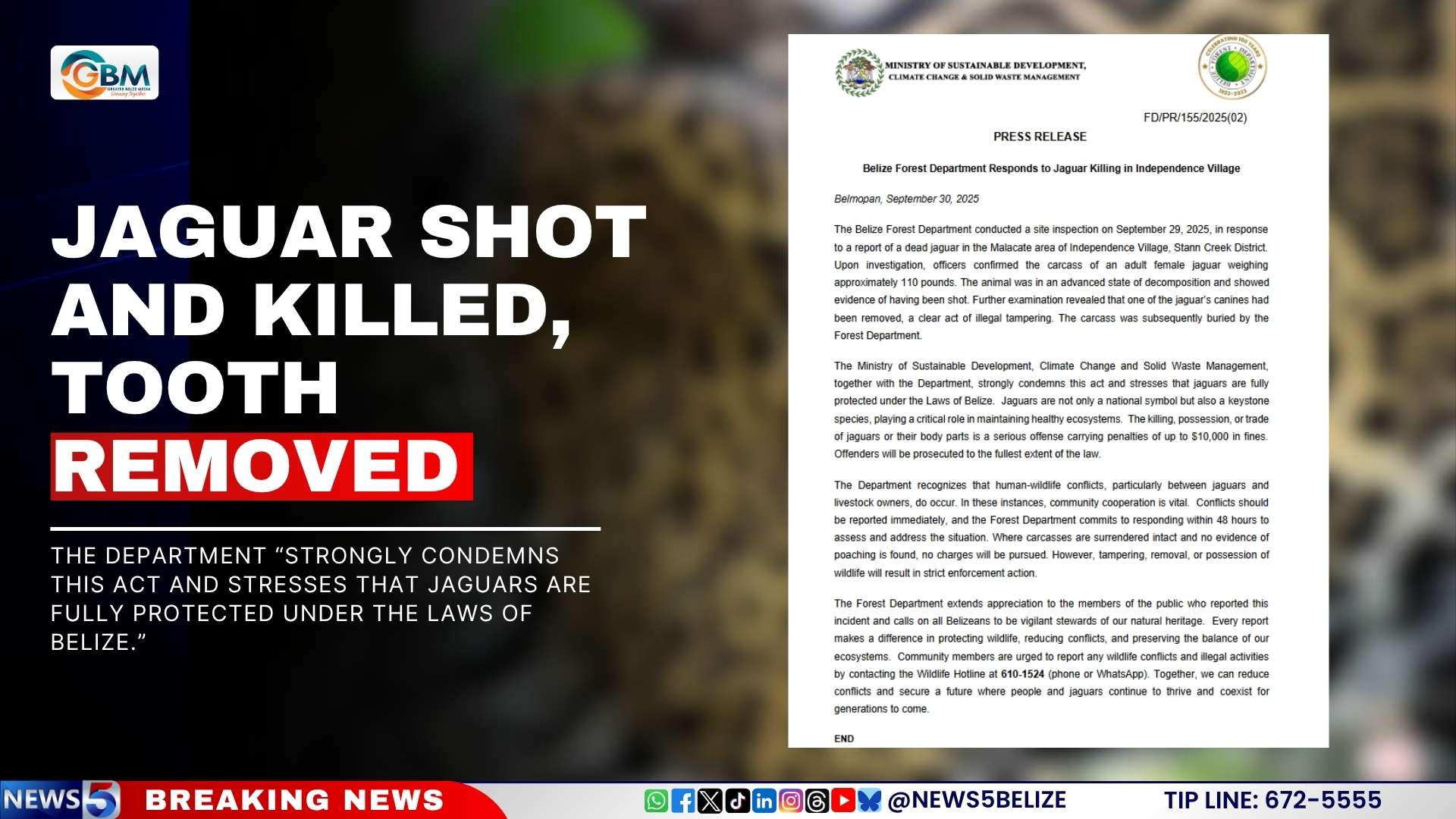 Jaguar Shot and Killed, Tooth Removed