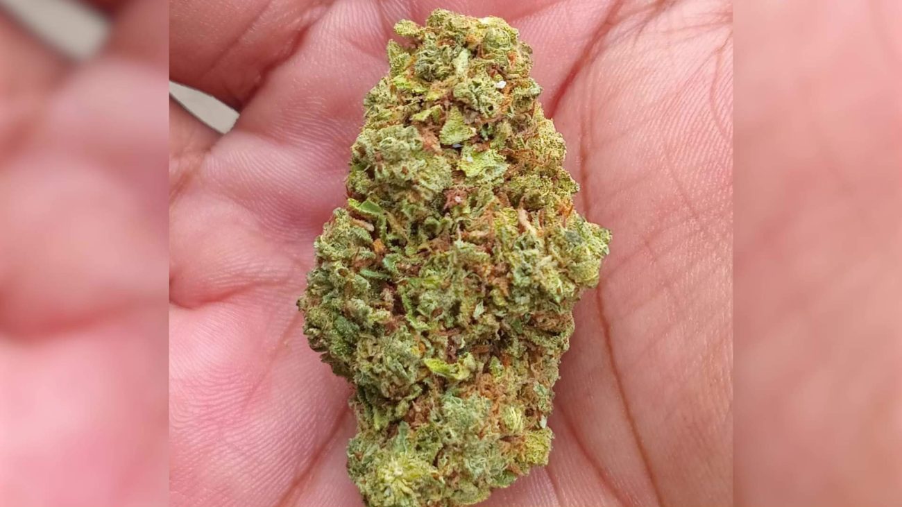 Caye Caulker Secures Cannabis Referendum Date