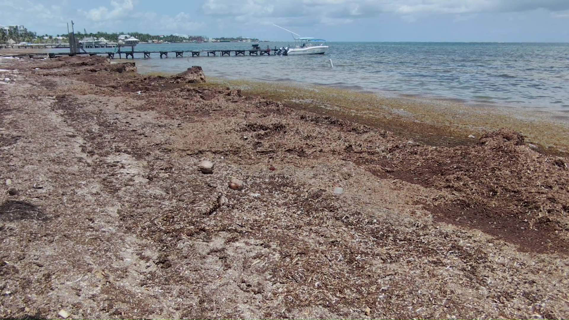 The Unseen Costs of Belize’s Sargassum Crisis