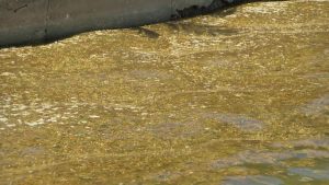 Sargassum