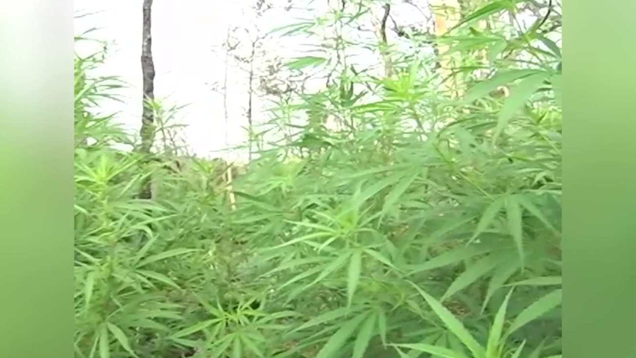 Cabinet Talks Weed, Leaves Decision to the People