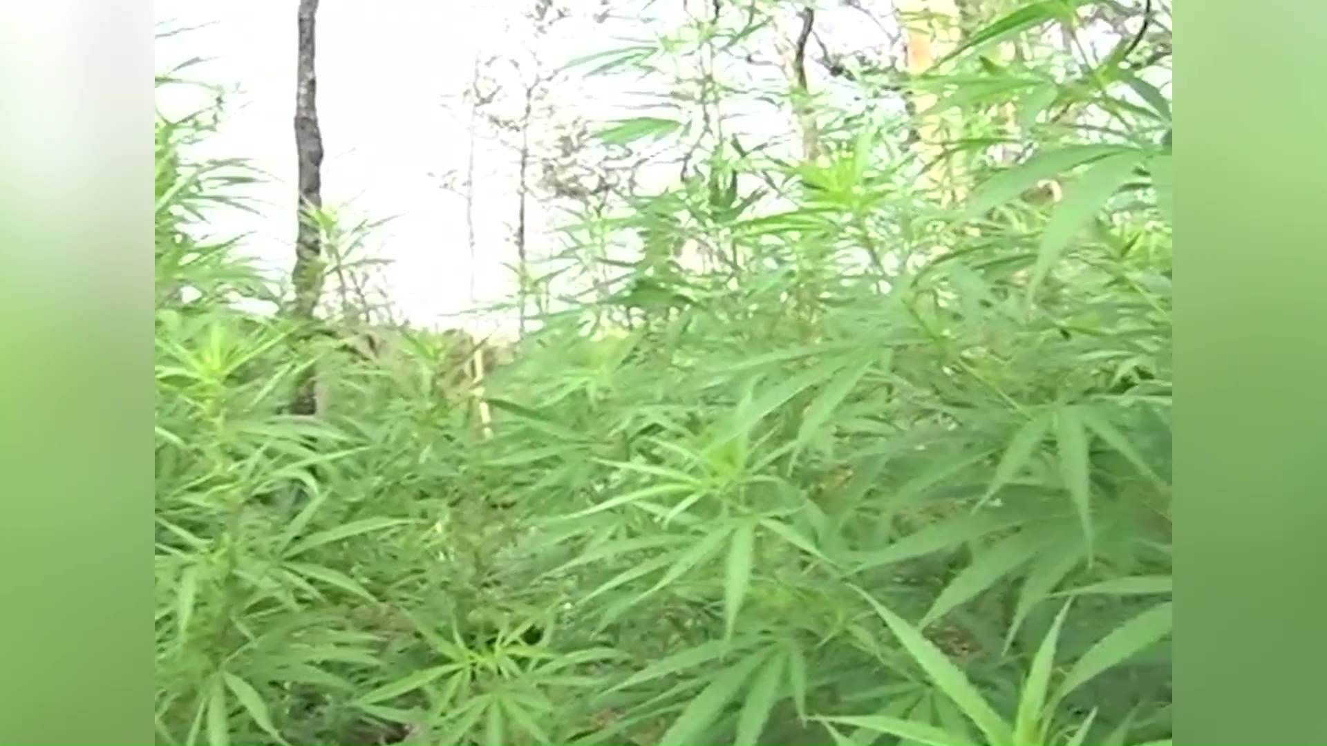 Cabinet Talks Weed, Leaves Decision to the People