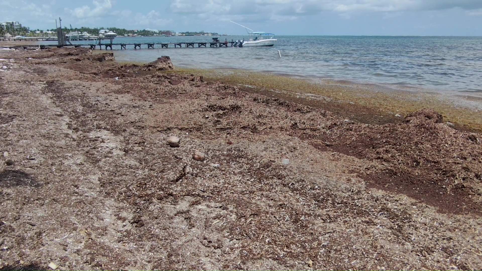 NEMO apuesta por alertas tempranas ante sargazo