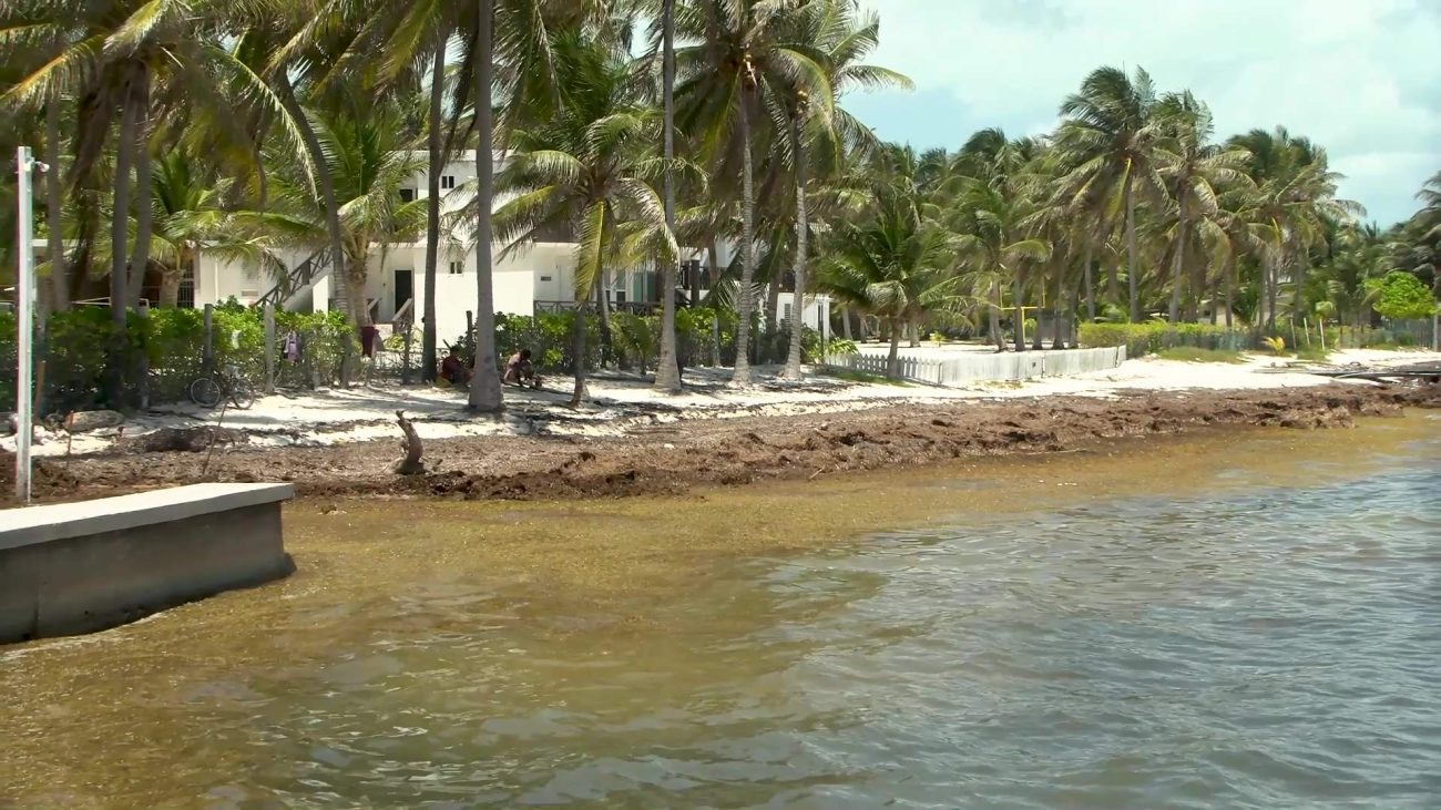 Task Force Notes Decrease in Sargassum Along Belize’s Coast