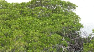mangroves