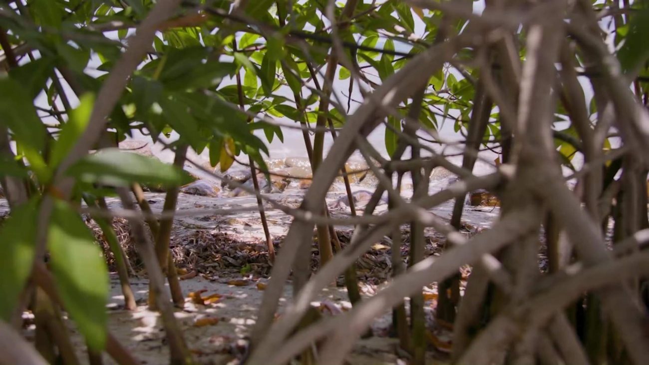 Mangrove Challenge 2025 Invites Developers to Help Protect Coastlines