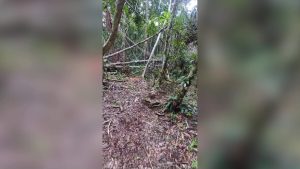 B.D.F. Tackles Illegal Activities in the Columbia River Forest Reserve
