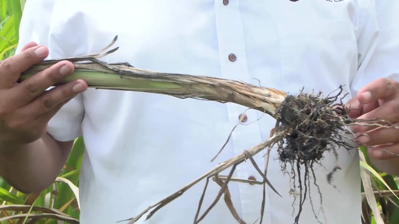 Belize to Receive Lab Equipment to Fight Fusarium