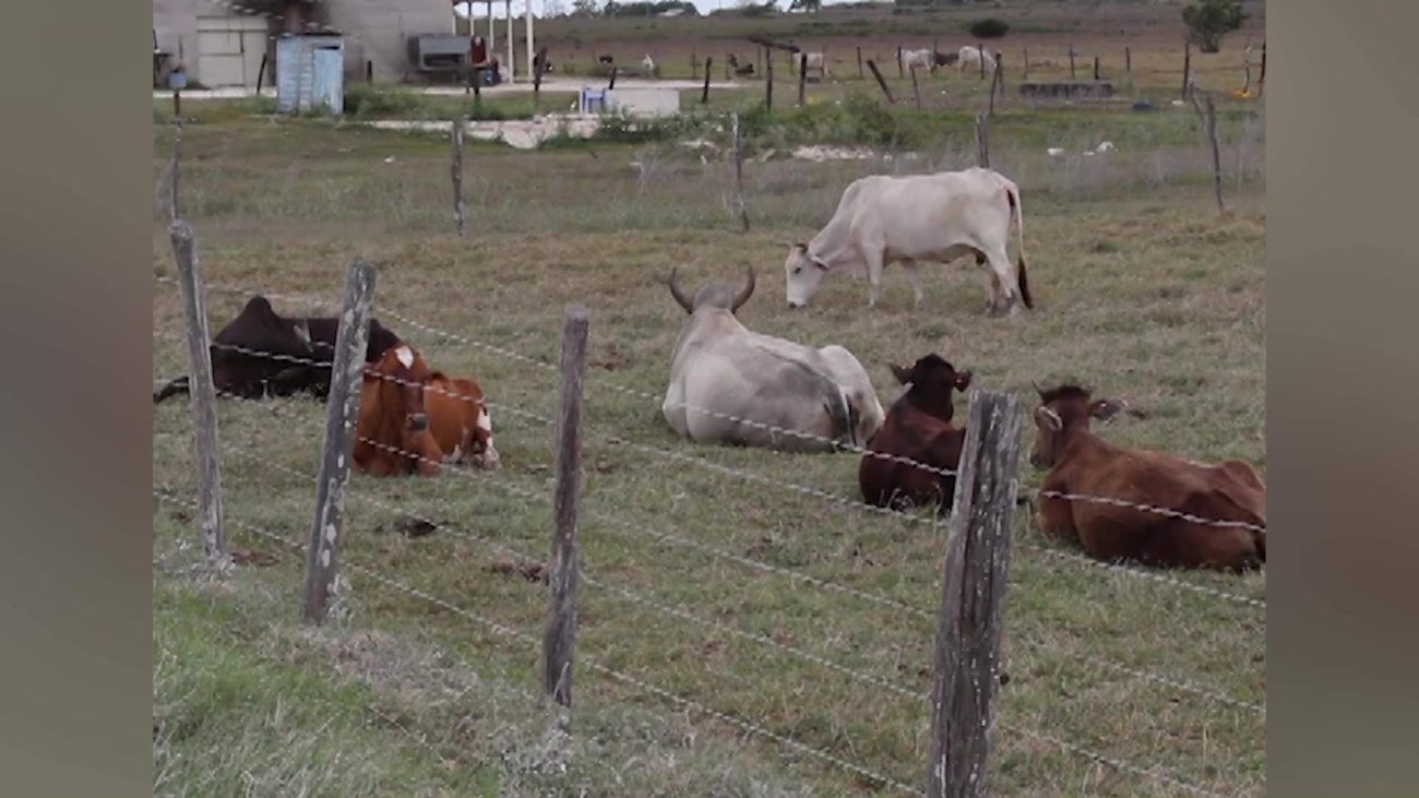 Livestock Export Increasing Cost at Local Butcher