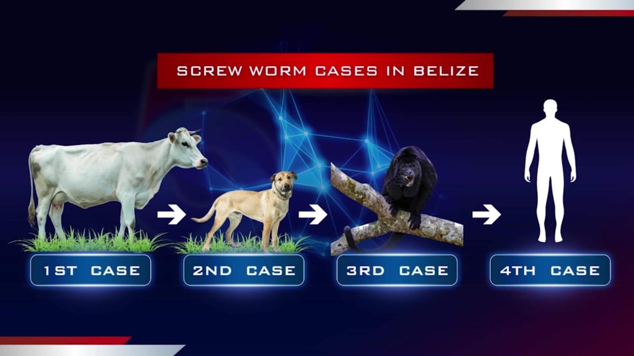 Belize Hopes to Receive Screwworm Sterile Flies