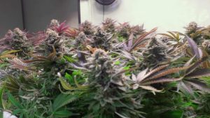 Can Belize Achieve a Regulated Marijuana Industry