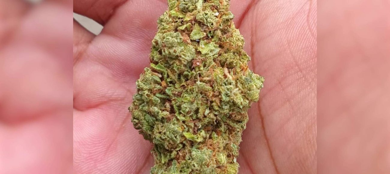 Attorney Calls Belize’s Marijuana Laws ‘Grossly Outdated’  