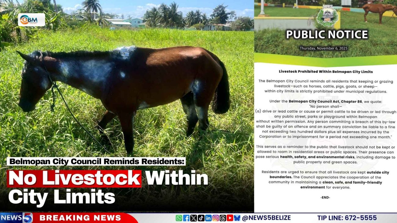 Belmopan City Council Reminds Residents: No Livestock Within City Limits