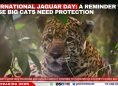 International Jaguar Day: A Reminder Why These Big Cats Need Protection