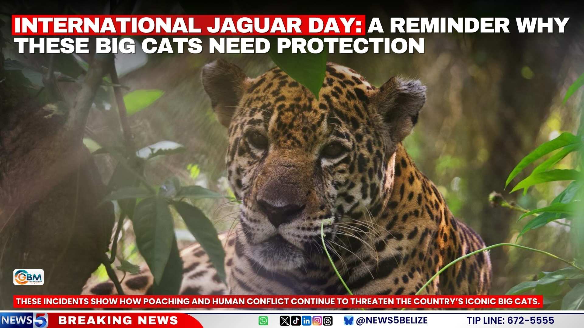 International Jaguar Day: A Reminder Why These Big Cats Need Protection