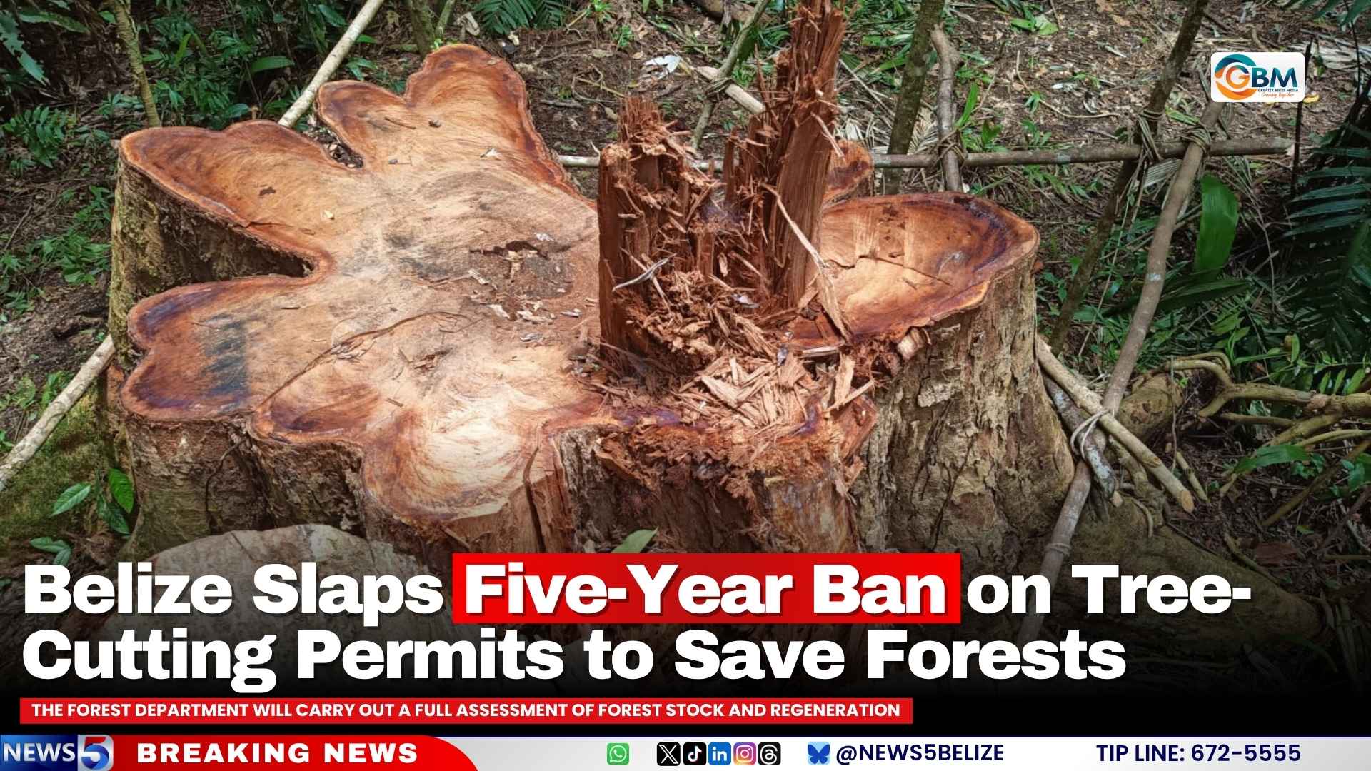 Belize Slaps Five-Year Ban on Tree-Cutting Permits to Save Forests